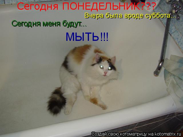 Сегодня ПОНЕДЕЛЬНИК??? Вчера была вроде суббота... Сегодня меня будут... МЫТЬ!!!... Котоматрица: Сегодня ПОНЕДЕЛЬНИК??? Вчера была вроде суббота... Сегодня меня будут... МЫТЬ!!!