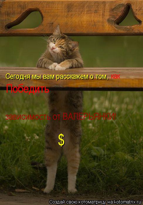 $ Сегодня мы вам расскажем о том, как Победить зависимость от ВАЛЕРЬЯНКИ!... Котоматрица: $ Сегодня мы вам расскажем о том, как Победить зависимость от ВАЛЕРЬЯНКИ!