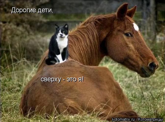 Дорогие дети, сверху - это я!... Котоматрица: Дорогие дети, сверху - это я!