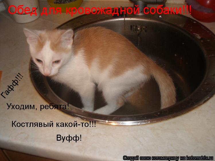 Обед для кровожадной собаки!!! Гафф!!! Вуфф! Костлявый какой-то!!! Уходим, ребята!... Котоматрица: Обед для кровожадной собаки!!! Гафф!!! Вуфф! Костлявый какой-то!!! Уходим, ребята!