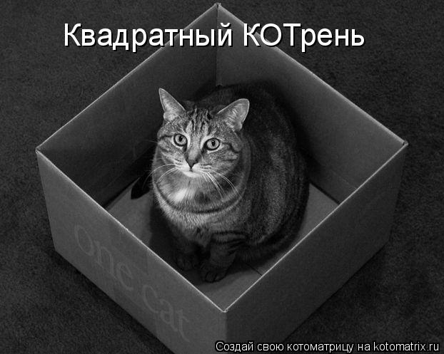 Квадратный КОТрень... Котоматрица: Квадратный КОТрень