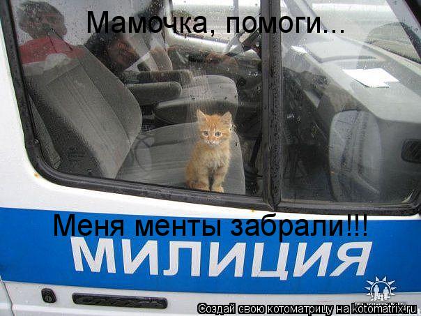 Мамочка, помоги... Меня менты забрали!!!... Котоматрица: Мамочка, помоги... Меня менты забрали!!!