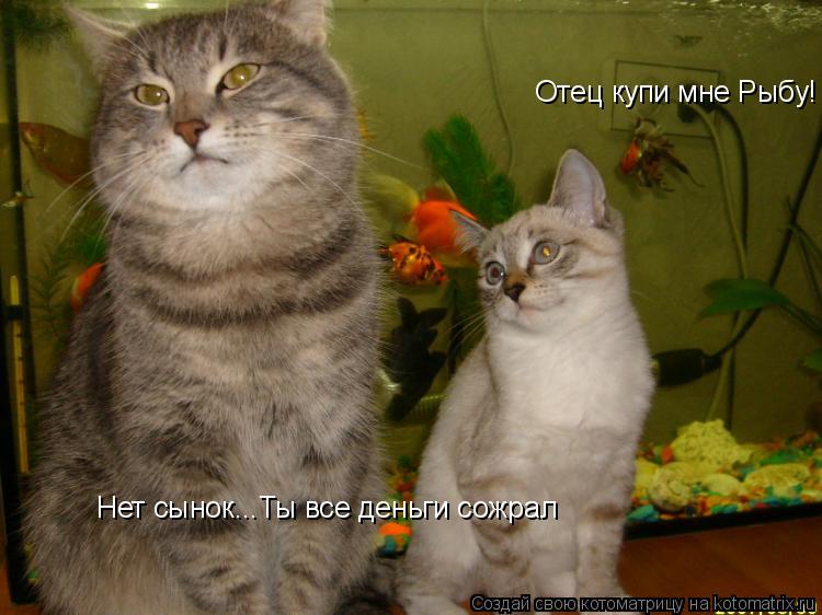 Отец купи мне Рыбу! Нет сынок...Ты все деньги сожрал... Котоматрица: Отец купи мне Рыбу! Нет сынок...Ты все деньги сожрал