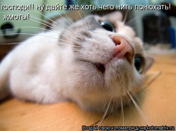 господи!! ну дайте же хоть чего нить понюхать! жмоты!... Котоматрица: господи!! ну дайте же хоть чего нить понюхать! жмоты!