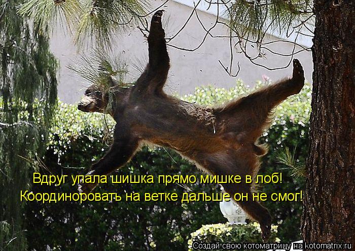 Вдруг упала шишка прямо мишке в лоб! Координоровать на ветке дальше он не смог!... Котоматрица: Вдруг упала шишка прямо мишке в лоб! Координоровать на ветке дальше он не смог!