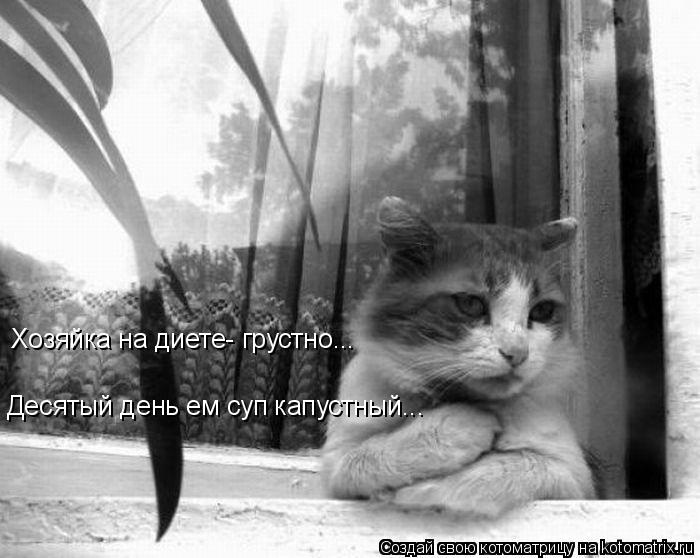 Хозяйка на диете- грустно... Десятый день ем суп капустный...... Котоматрица: Хозяйка на диете- грустно... Десятый день ем суп капустный...
