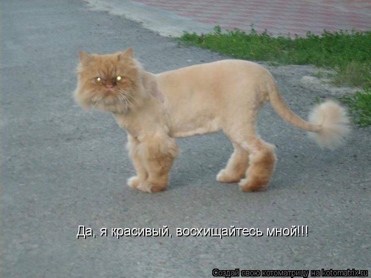 Да, я красивый, восхищайтесь мной!!!... Котоматрица: Да, я красивый, восхищайтесь мной!!!