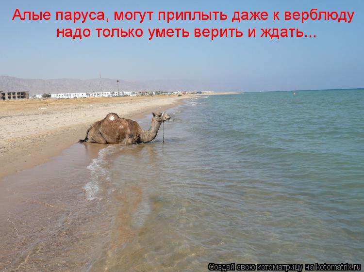 Алые паруса, могут приплыть даже к верблюду надо только уметь верить и ждать...... Котоматрица: Алые паруса, могут приплыть даже к верблюду надо только уметь верить и ждать...