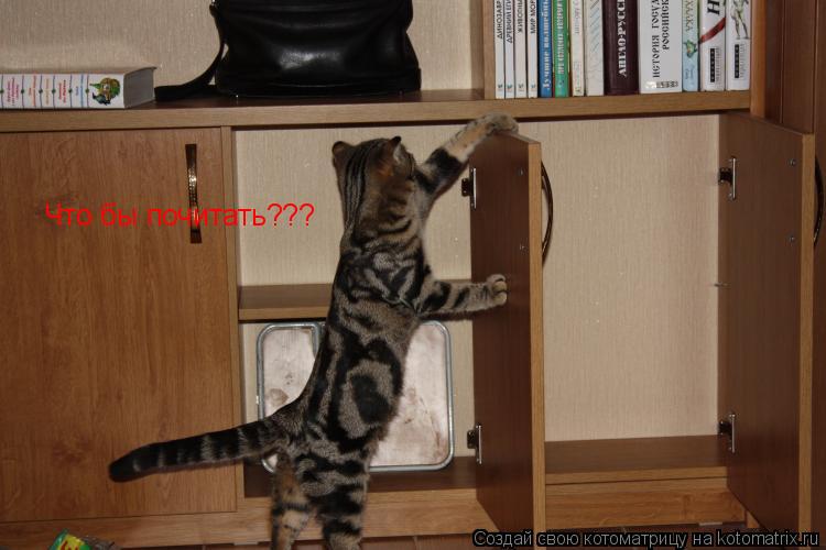 Что бы почитать???... Котоматрица: Что бы почитать???