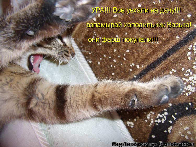 УРА!!! Все уехали на дачу!!! взламывай холодильник Васька! они фарш покупали!!!... Котоматрица: УРА!!! Все уехали на дачу!!! взламывай холодильник Васька! они фарш покупали!!!