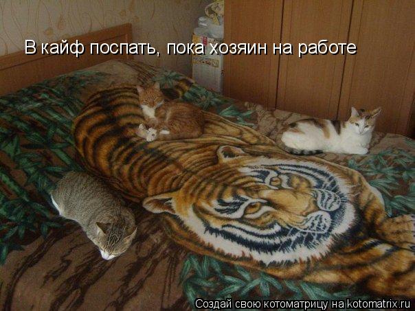 В кайф поспать, пока хозяин на работе... Котоматрица: В кайф поспать, пока хозяин на работе