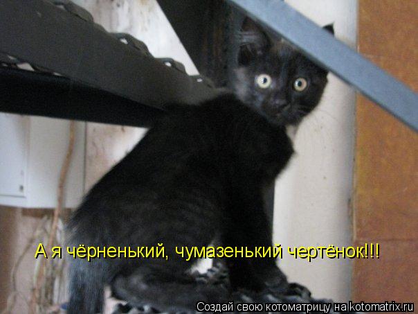 А я чёрненький, чумазенький чертёнок!!!... Котоматрица: А я чёрненький, чумазенький чертёнок!!!