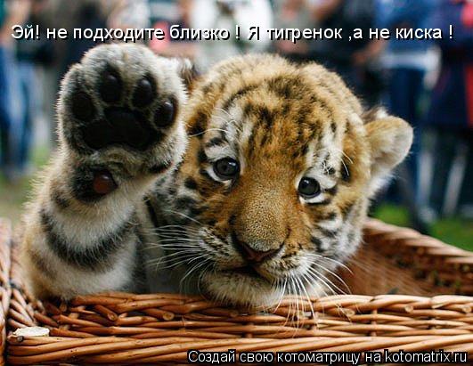 Эй! не подходите близко ! Я тигренок ,а не киска !... Котоматрица: Эй! не подходите близко ! Я тигренок ,а не киска !