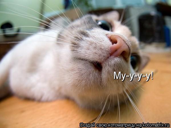Му-у-у-у!... Котоматрица: Му-у-у-у!