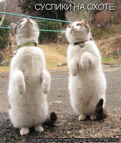 СУСЛИКИ НА ОХОТЕ... Котоматрица: СУСЛИКИ НА ОХОТЕ