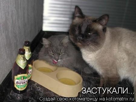 ЗАСТУКАЛИ...... Котоматрица: ЗАСТУКАЛИ...