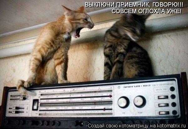 ВЫКЛЮЧИ ПРИЕМНИК, ГОВОРЮ!!! СОВСЕМ ОГЛОХЛА УЖЕ!... Котоматрица: ВЫКЛЮЧИ ПРИЕМНИК, ГОВОРЮ!!! СОВСЕМ ОГЛОХЛА УЖЕ!
