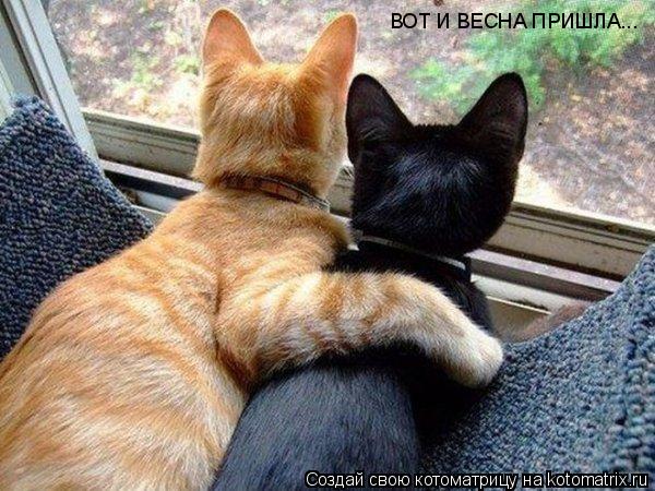 ВОТ И ВЕСНА ПРИШЛА...... Котоматрица: ВОТ И ВЕСНА ПРИШЛА...