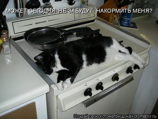 МОЖЕТ СЕГОДНЯ НЕ ЗАБУДУТ НАКОРМИТЬ МЕНЯ?... Котоматрица: МОЖЕТ СЕГОДНЯ НЕ ЗАБУДУТ НАКОРМИТЬ МЕНЯ?