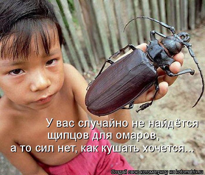 У вас случайно не найдётся щипцов для омаров, а то сил нет, как кушать хочется...... Котоматрица: У вас случайно не найдётся щипцов для омаров, а то сил нет, как кушать хочется...