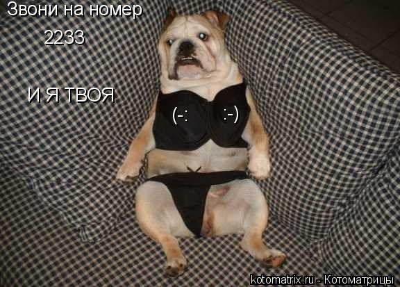 Звони на номер 2233 И Я ТВОЯ :-) (-:... Котоматрица: Звони на номер 2233 И Я ТВОЯ :-) (-: