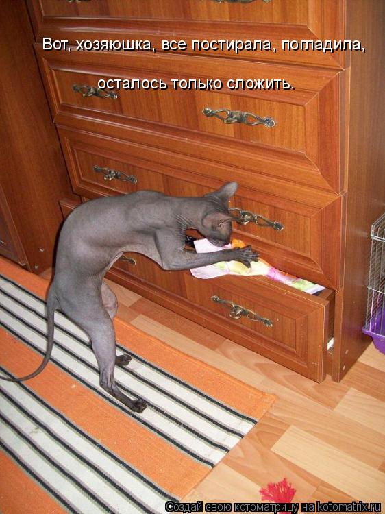 Вот, хозяюшка, все постирала, погладила, осталось только сложить.... Котоматрица: Вот, хозяюшка, все постирала, погладила, осталось только сложить.
