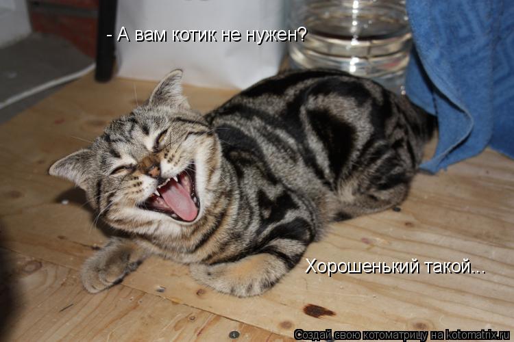 - А вам котик не нужен? Хорошенький такой...... Котоматрица: - А вам котик не нужен? Хорошенький такой...
