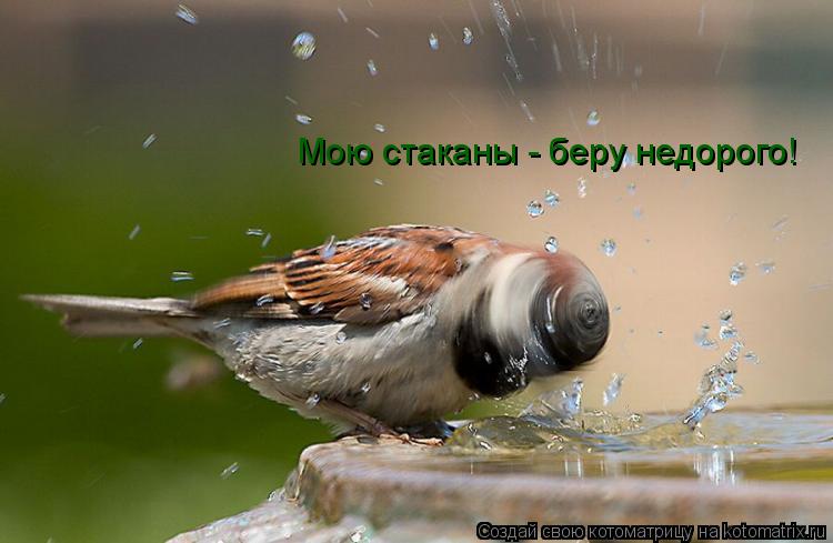 Мою стаканы - беру недорого!... Котоматрица: Мою стаканы - беру недорого!