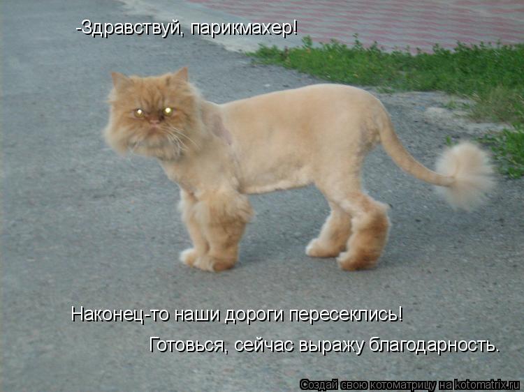 -Здравствуй, парикмахер! Наконец-то наши дороги пересеклись! Готовься, сейчас выражу благодарность.... Котоматрица: -Здравствуй, парикмахер! Наконец-то наши дороги пересеклись! Готовься, сейчас выражу благодарность.