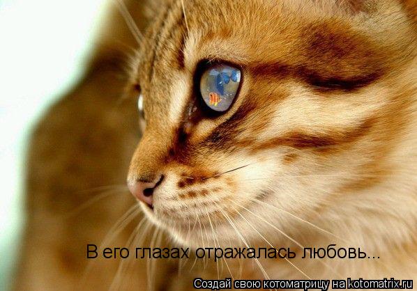 В его глазах отражалась любовь...... Котоматрица: В его глазах отражалась любовь...