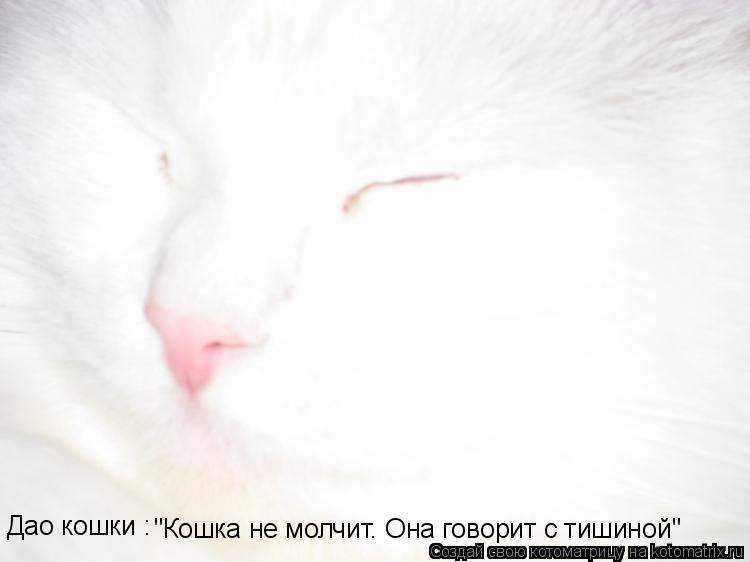 Дао кошки : "Кошка не молчит. Она говорит с тишиной"... Котоматрица: Дао кошки : "Кошка не молчит. Она говорит с тишиной"