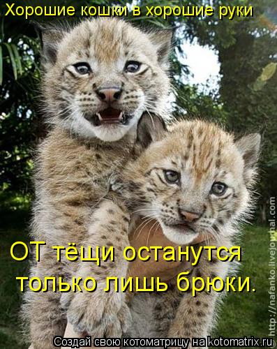 Хорошие кошки в хорошие руки ОТ тёщи останутся только лишь брюки.... Котоматрица: Хорошие кошки в хорошие руки ОТ тёщи останутся только лишь брюки.