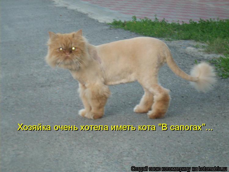 Хозяйка очень хотела иметь кота "В сапогах"...... Котоматрица: Хозяйка очень хотела иметь кота "В сапогах"...