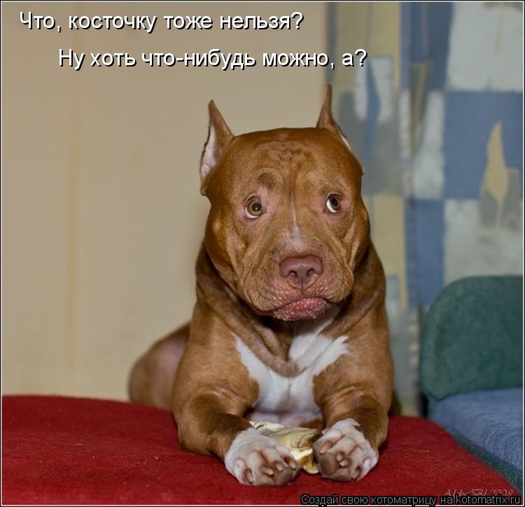 Что, косточку тоже нельзя? Ну хоть что-нибудь можно, а?... Котоматрица: Что, косточку тоже нельзя? Ну хоть что-нибудь можно, а?