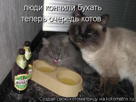 люди кончили бухать теперь очередь котов... Котоматрица: люди кончили бухать теперь очередь котов