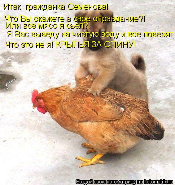 Итак, гражданка Семенова! Что Вы скажете в свое оправдание?! Или все мясо я сьел?! Я Вас выведу на чи... Котоматрица: Итак, гражданка Семенова! Что Вы скажете в свое оправдание?! Или все мясо я сьел?! Я Вас выведу на чистую воду и все поверят, Что это не я! КРЫЛЬ