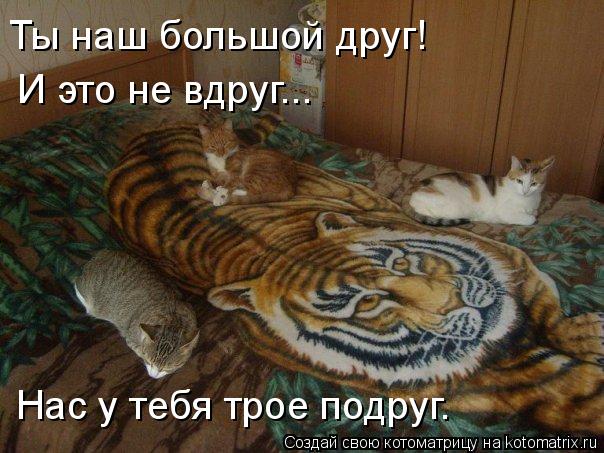 Ты наш большой друг! И это не вдруг... Нас у тебя трое подруг.... Котоматрица: Ты наш большой друг! И это не вдруг... Нас у тебя трое подруг.