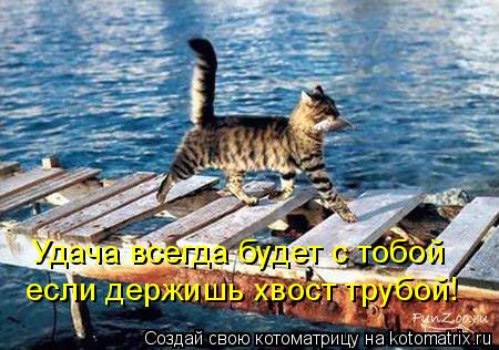 Удача всегда будет с тобой если держишь хвост трубой!... Котоматрица: Удача всегда будет с тобой если держишь хвост трубой!