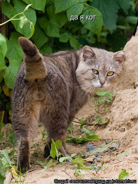 да я кот... Котоматрица: да я кот