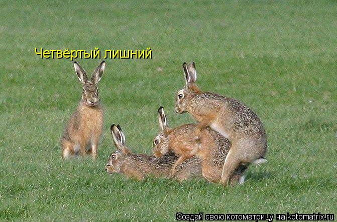 Четвёртый лишний... Котоматрица: Четвёртый лишний