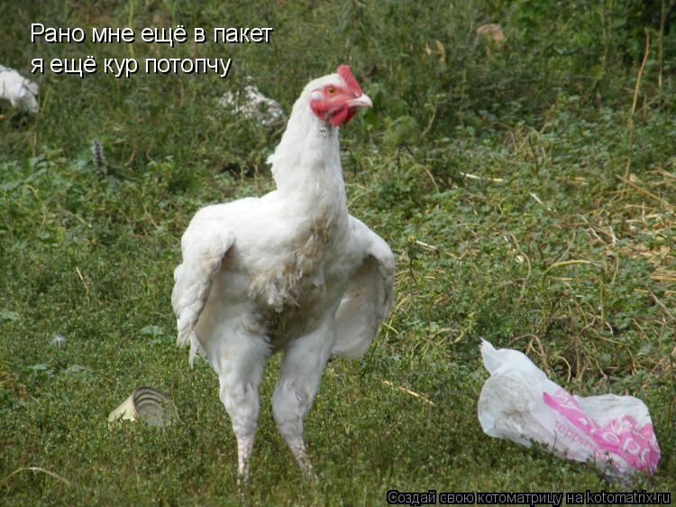 Рано мне ещё в пакет я ещё кур потопчу... Котоматрица: Рано мне ещё в пакет я ещё кур потопчу