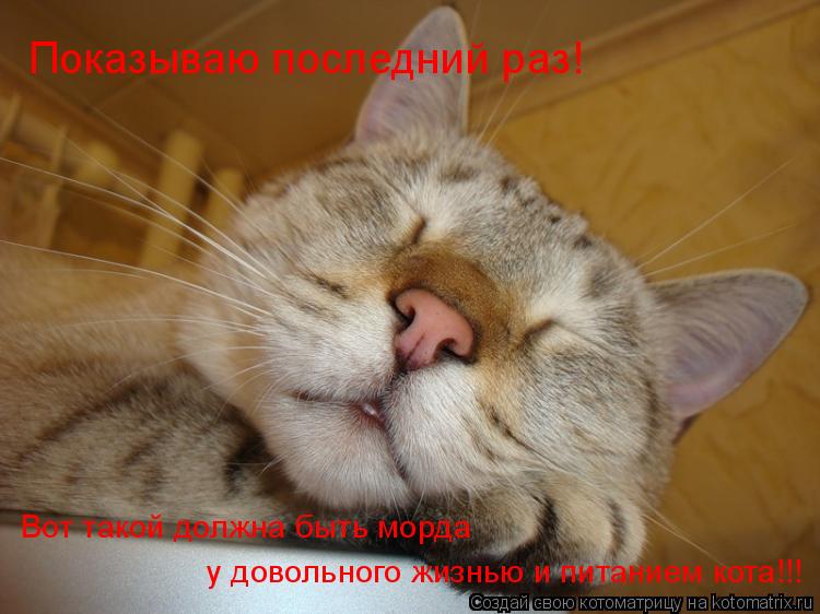 Показываю последний раз! у довольного жизнью и питанием кота!!! Вот такой должна быть морда... Котоматрица: Показываю последний раз! у довольного жизнью и питанием кота!!! Вот такой должна быть морда