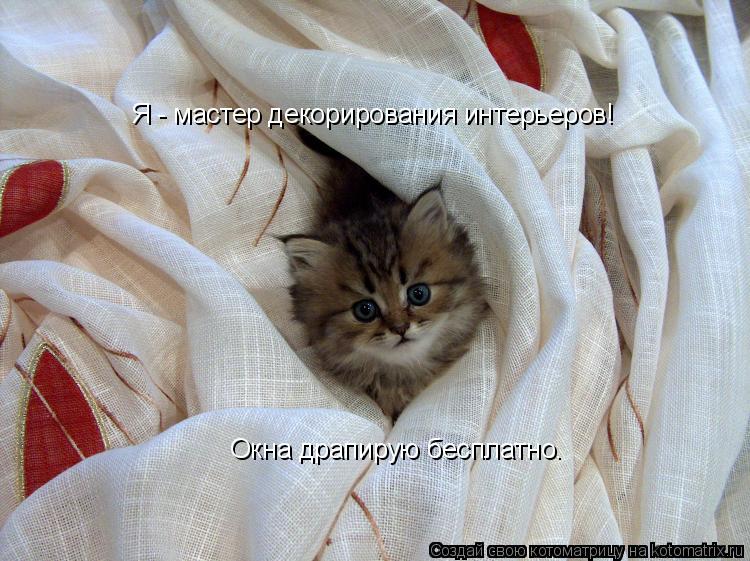 Я - мастер декорирования интерьеров! Окна драпирую бесплатно.... Котоматрица: Я - мастер декорирования интерьеров! Окна драпирую бесплатно.