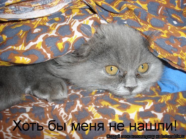 Котоматрица: Хоть бы меня не нашли!