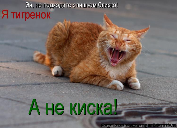 Котоматрица: Эй, не подходите слишком близко! Я тигренок А не киска!