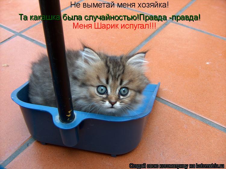 Не выметай меня хозяйка! Та какашка была случайностью!Правда -правда! Меня Шарик испугал!!!... Котоматрица: Не выметай меня хозяйка! Та какашка была случайностью!Правда -правда! Меня Шарик испугал!!!