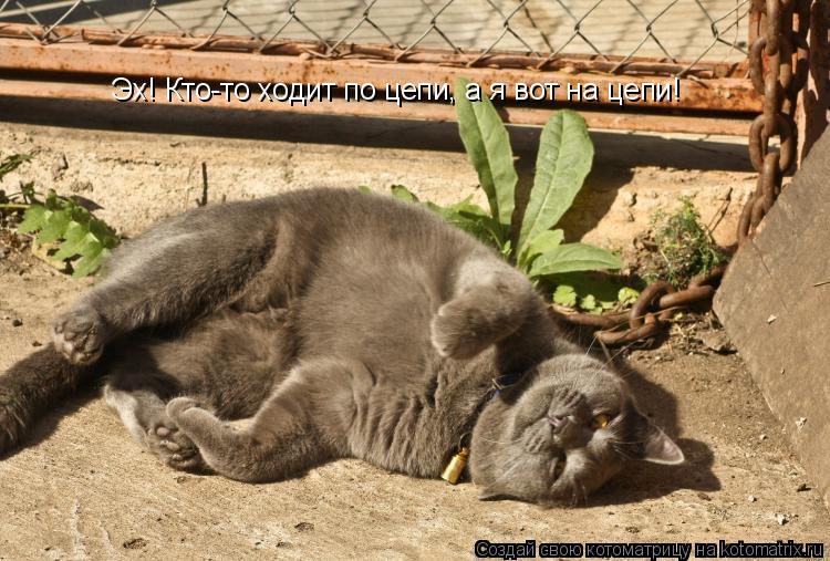 Котоматрица: Эх! Кто-то ходит по цепи, а я вот на цепи!