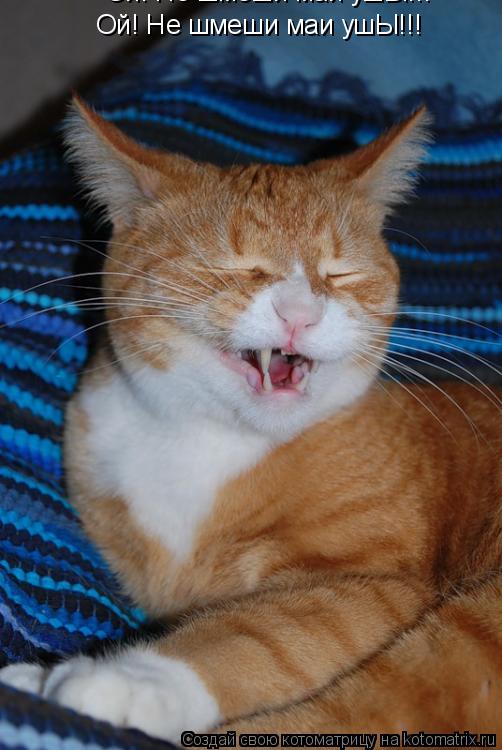 Котоматрица: Ой! Не шмеши маи ушЫ!!!   Ой! Не шмеши маи ушЫ!!!