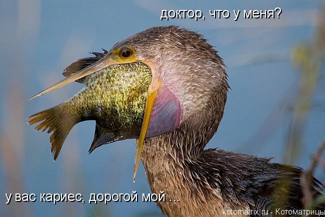 доктор, что у меня? у вас кариес, дорогой мой ...... Котоматрица: доктор, что у меня? у вас кариес, дорогой мой ...