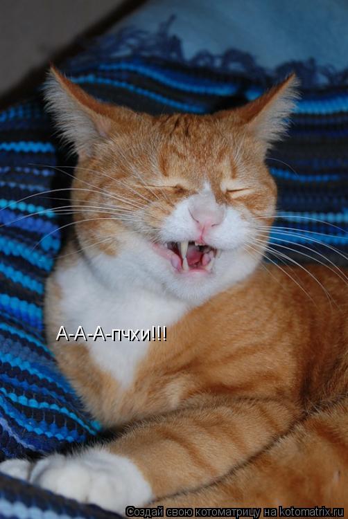 А-А-А-пчхи!!!... Котоматрица: А-А-А-пчхи!!!
